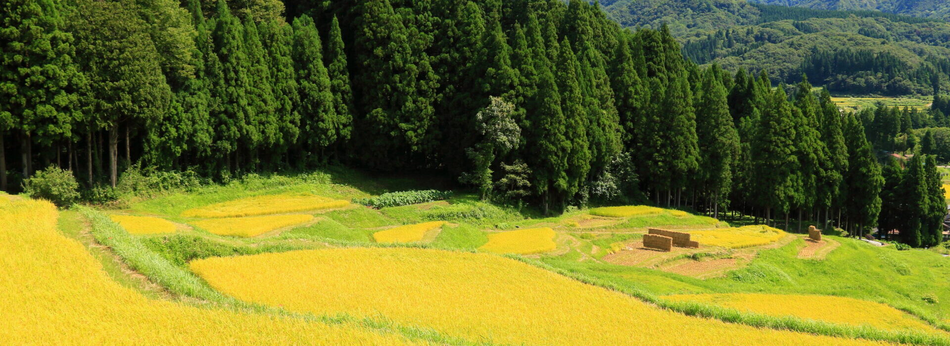 企業を育て、地域を伸ばす